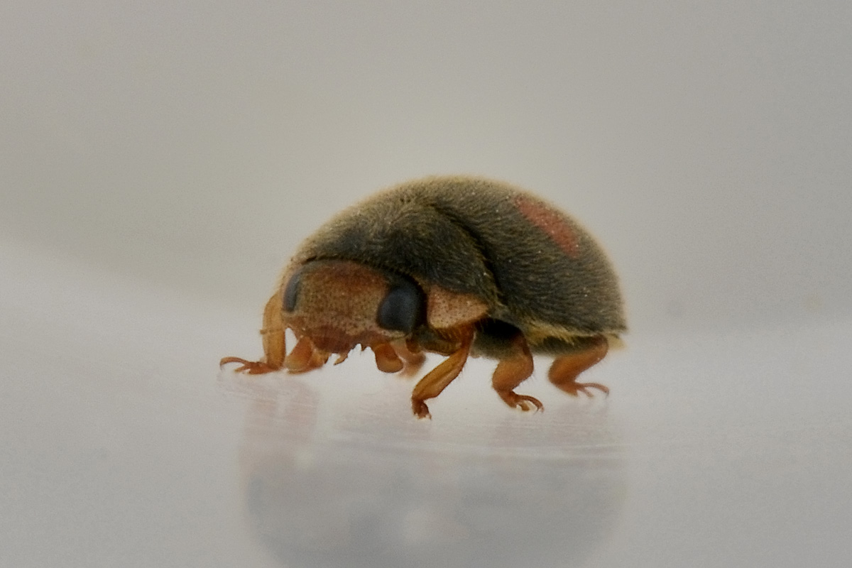Platynaspis luteorubra? Sì. Coccinellidae